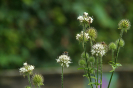 Dipsacus pilosusKleine kaardebol  bestellen